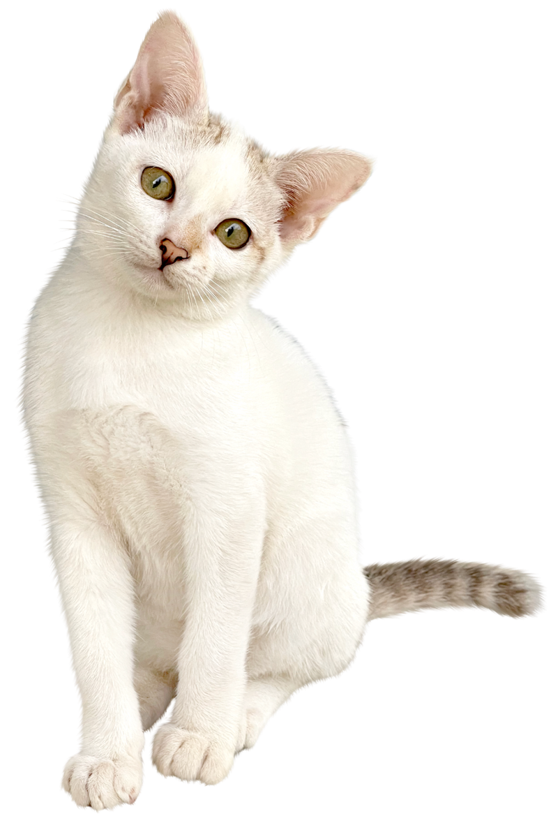 Útulek pro kočky Nové Strašecí